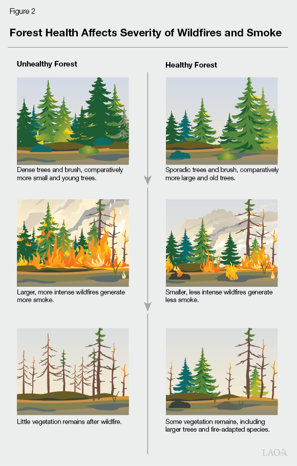 Figure 2 - Forest Health Affects Severity of Wildfires and Smoke