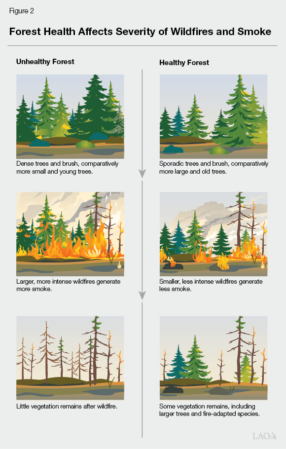 How the wildfires are affecting our health 