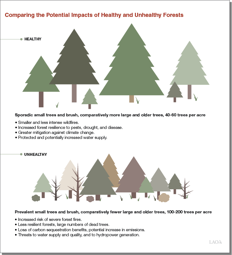 Comparing the Potential Impacts of Healthy and Unhealthy Forests